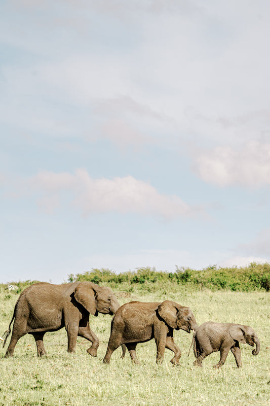 Fine art cards - African Wildlife